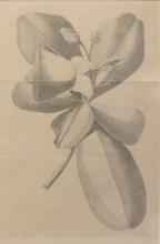 Lot 385